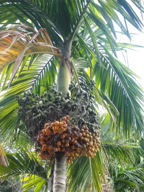 List of Best Palm Fruits for you
