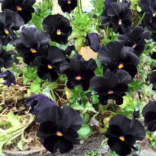 lovely Best Types of Pansies