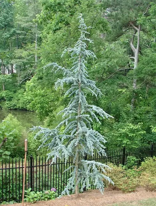 Tall Skinny Trees in garden