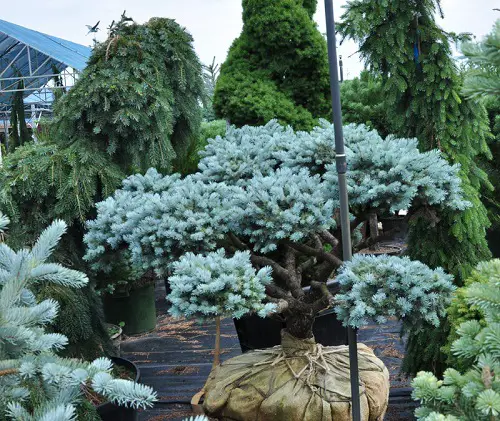 Picture of Blue Spruce Bonsai 13