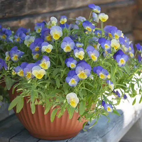 Types of Pansies in pot