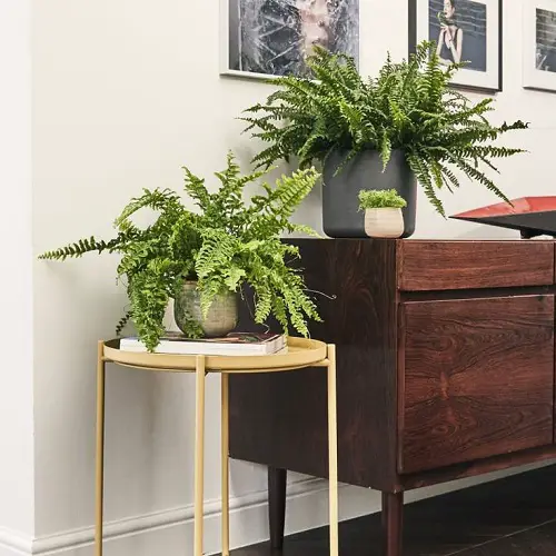Low Light Plant Decor Ideas in room