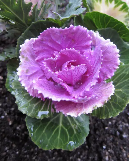 beautiful Best Purple Vegetables to Grow in Garden