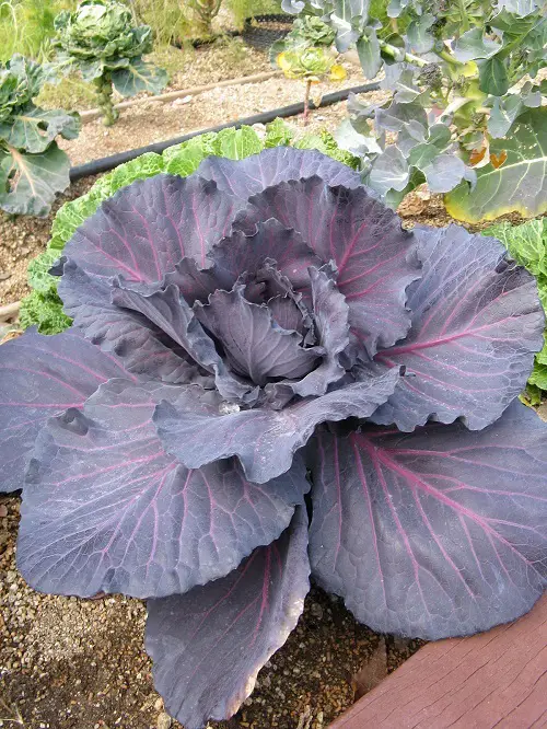 best Best Purple Vegetables to Grow in Garden