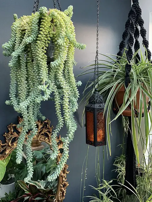 Low Light Plant Decor