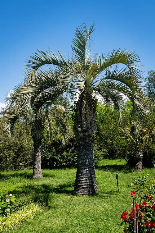 top Types of Palm Trees in Florida
