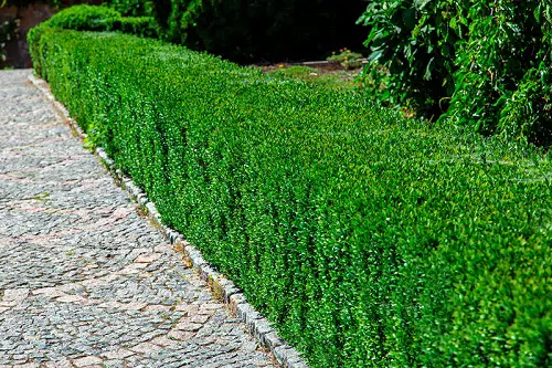 Low-Maintenance Shrubs 4