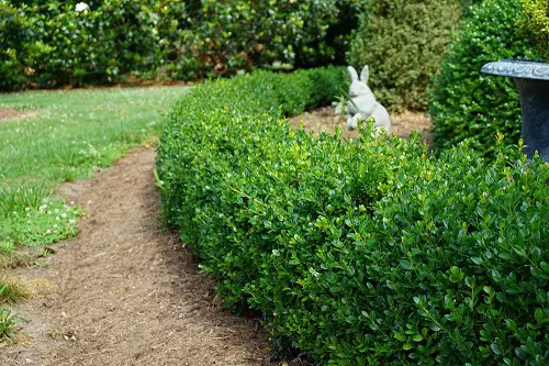 best Florida's Finest Plants for Privacy