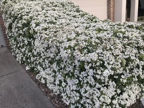 Low-Maintenance Hedge Plants 7