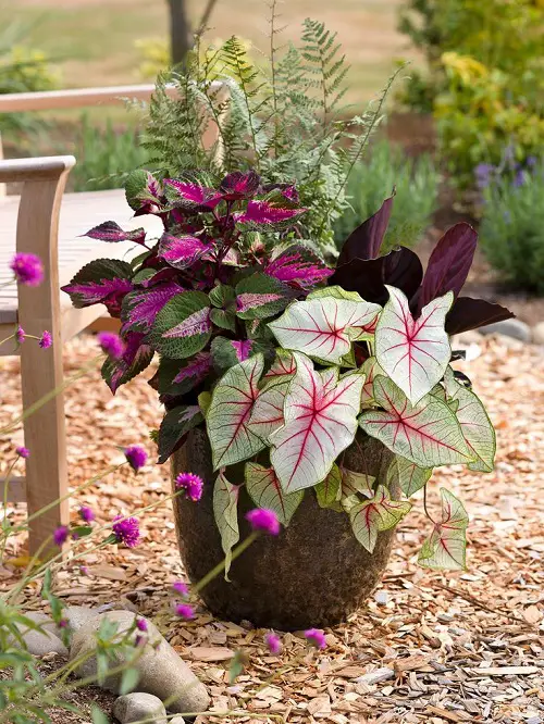 Best Outdoor Indirect Sunlight Plants for Containers