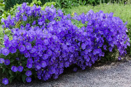 Beautiful Campanula Types