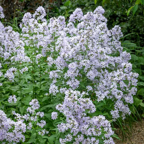 top Most Beautiful Types of Campanula