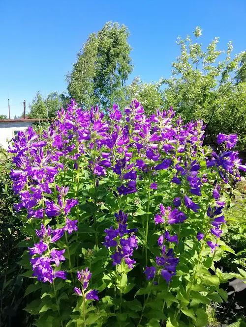 Plants You Can Grow That Resist Deer