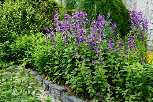 amazing Beautiful Types of Campanula