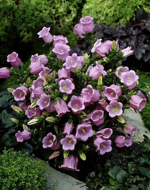 Lovely Campanula Varieties
