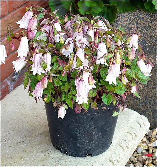 best Gorgeous Campanula Types