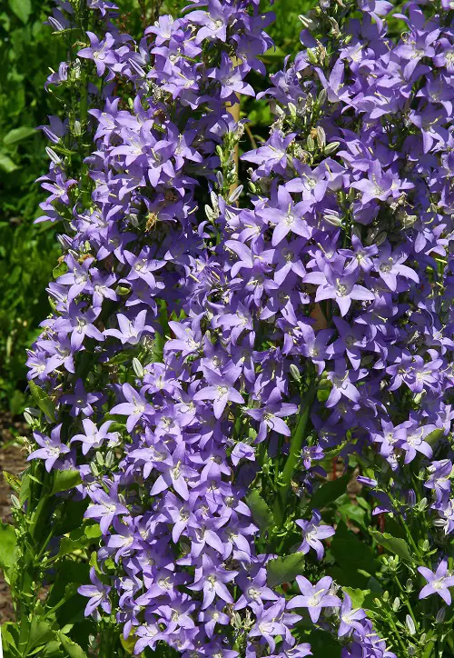  Most Beautiful Types of Campanula
