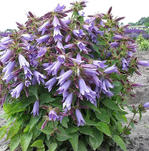 top best Gorgeous Campanula Types