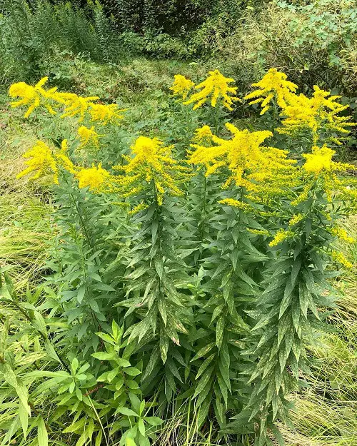 best Weeds with Yellow Flowers
