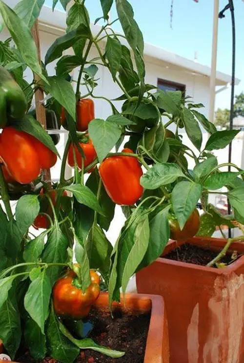 top Nightshade Vegetables and Fruits to Grow in Pots and Garden