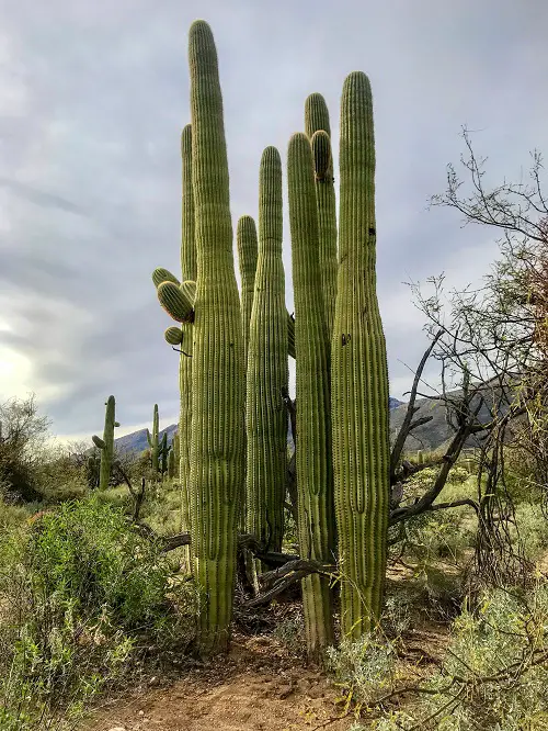 Tall Succulents in garden