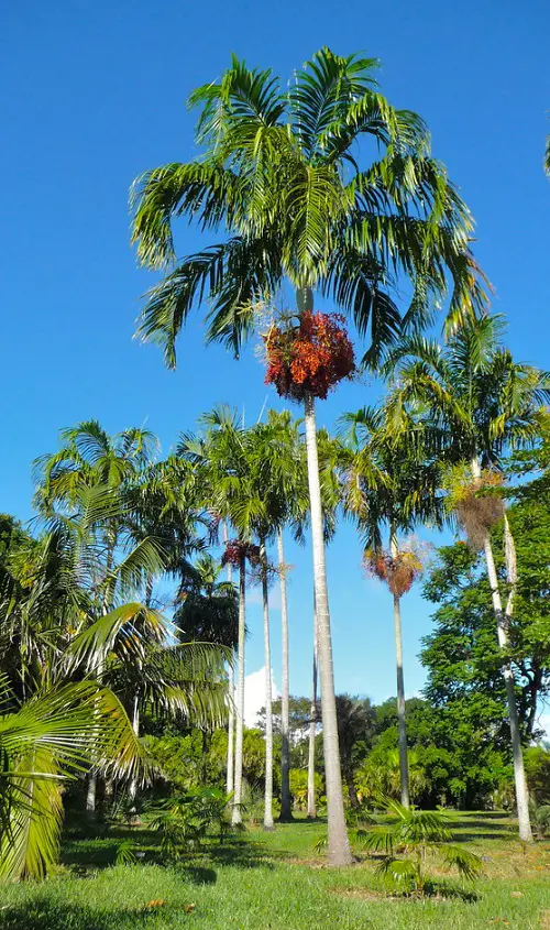 Florida's Finest Palm Trees