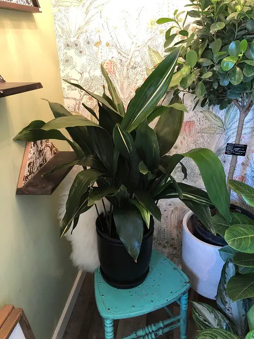 Amazing Low Light Plant Decor Ideas