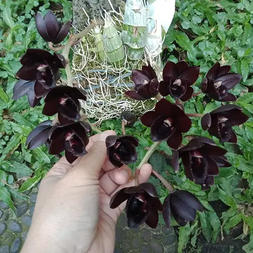 Cordyline Black Magic