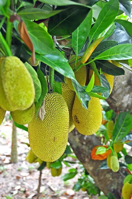 Top Green Fruits on tree