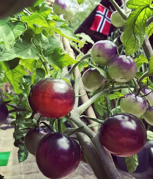 Best Purple Vegetables to Grow in Garden