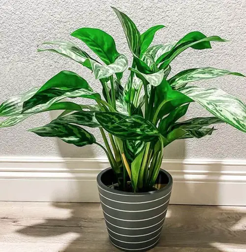 Outdoor Indirect Sunlight Plants for Containers for shade garden
