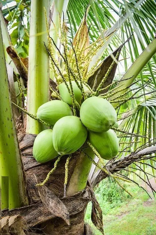 big List of Best Palm Fruits 