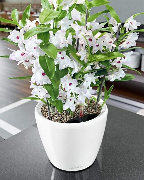 Best Indoor Plants With White Flowers 6
