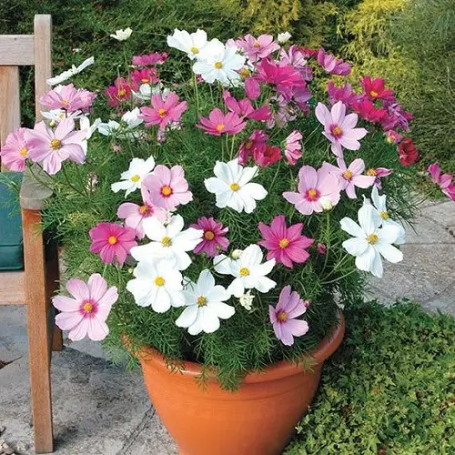 Best Plants that Attract Bees 30