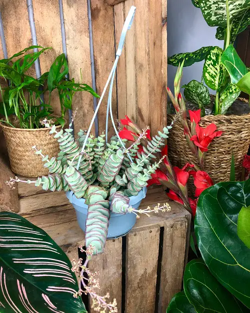 Best Hanging Succulents with Pictures on table