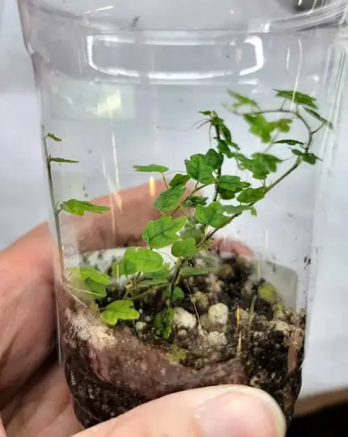 Indoor Terrarium Plants