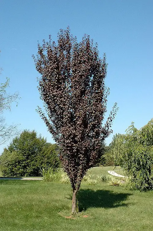 Amazing Tall Skinny Trees