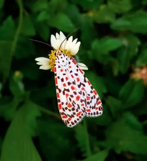 top best Cute Moths that are as Beautiful as Butterflies 6