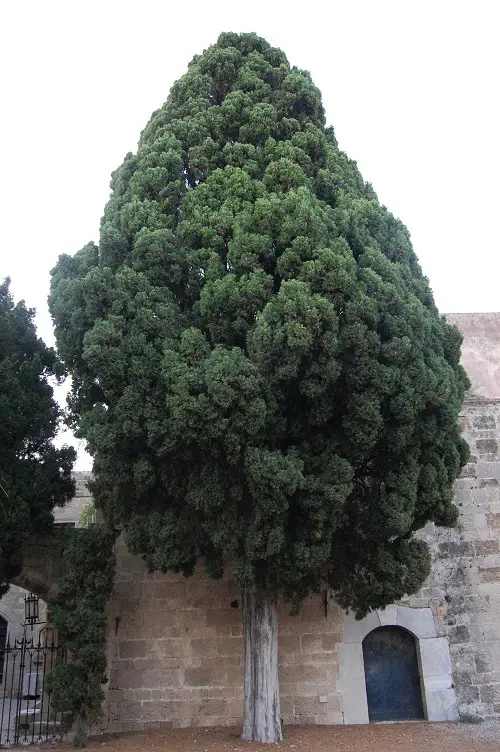 Amazing Tall, Narrow Trees