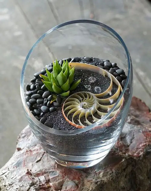 Amazing Plants for Indoor Terrarium