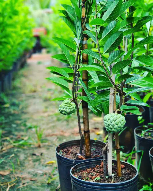 lovely Best Green Fruits with Pictures