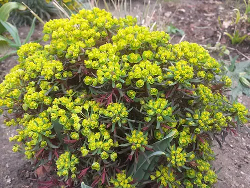 Weeds with Yellow Flowers