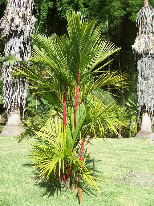 top Florida's Finest Palm Trees