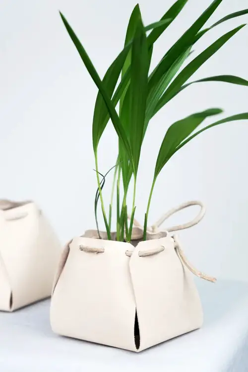 Small Wrapped Kentia Palm