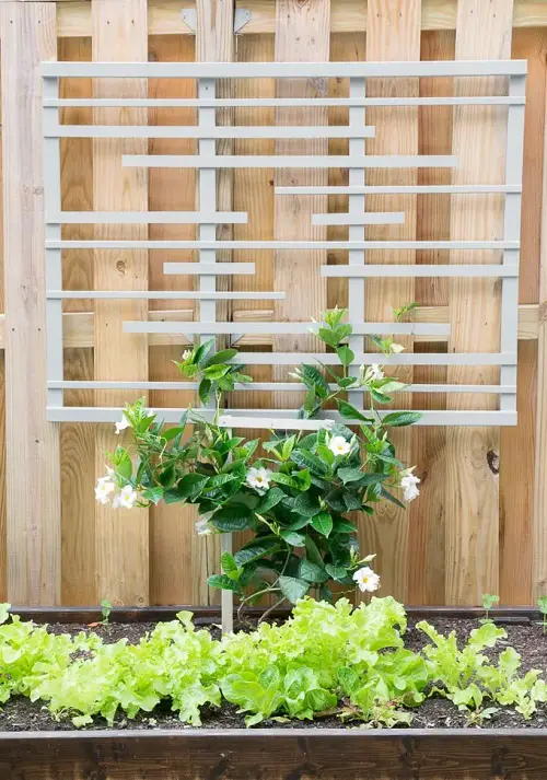 Fabulous DIY Trellis Plant Wall Ideas