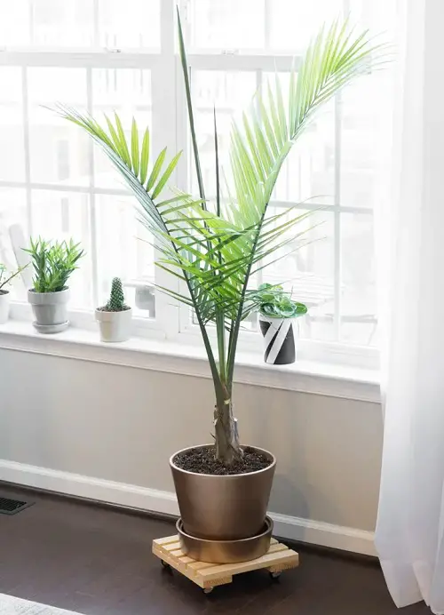 Movable Plant Caddy