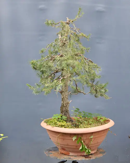 beautiful Black Spruce in a Clay Pot