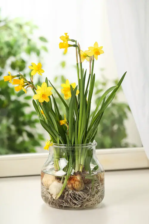 Best Bulbs to Grow in Water