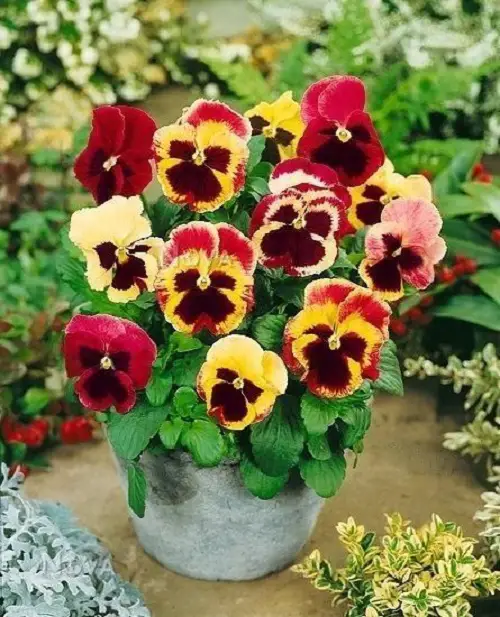 top Most Beautiful Pansy Varieties