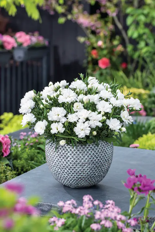 amazing Flowers that Represent Family 